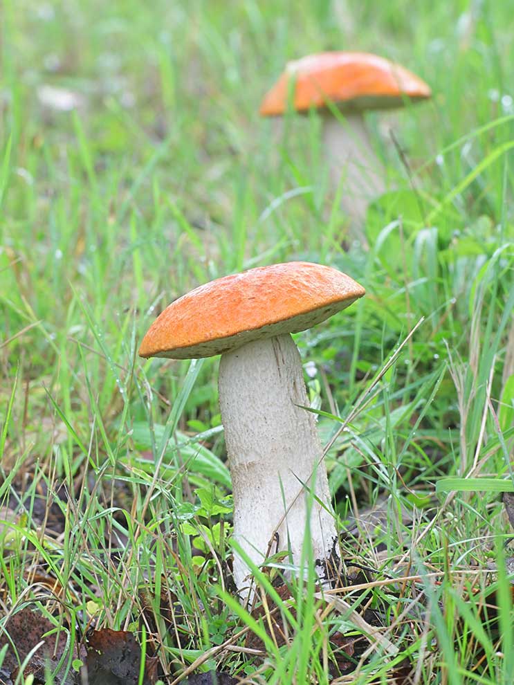 koźlarz czerwony, kozak czerwony (Leccinum aurantiacum)