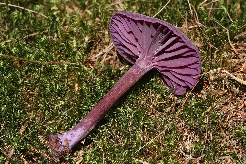 lakówka ametystowa (Laccaria amethystina)