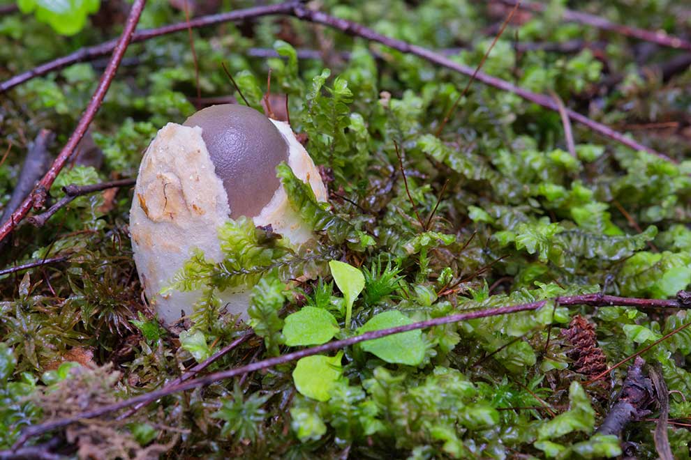 muchomor mglejarka (Amanita vaginata)