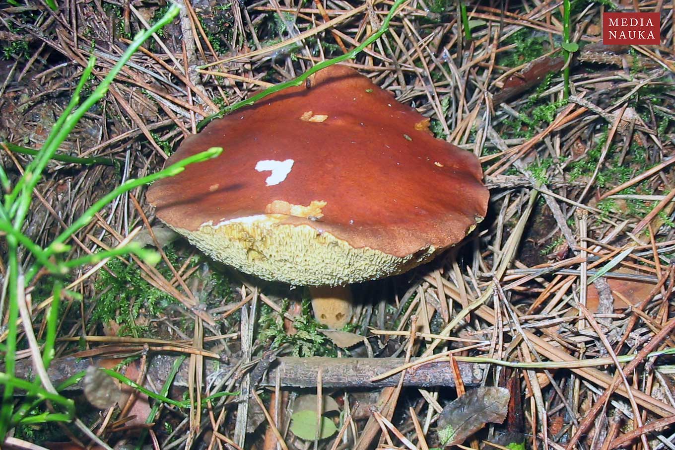 podgrzybek brunatny (Xerocomus badius)