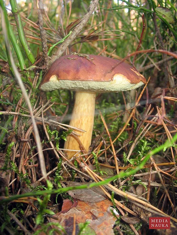 podgrzybek brunatny (Xerocomus badius)