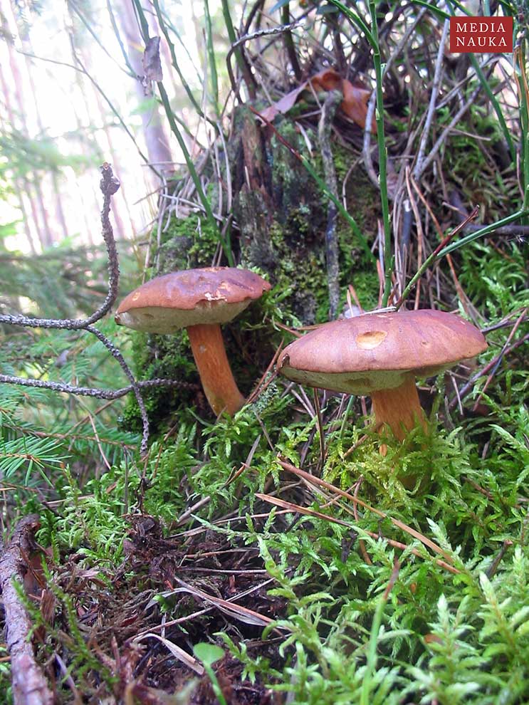 podgrzybek brunatny (Xerocomus badius)