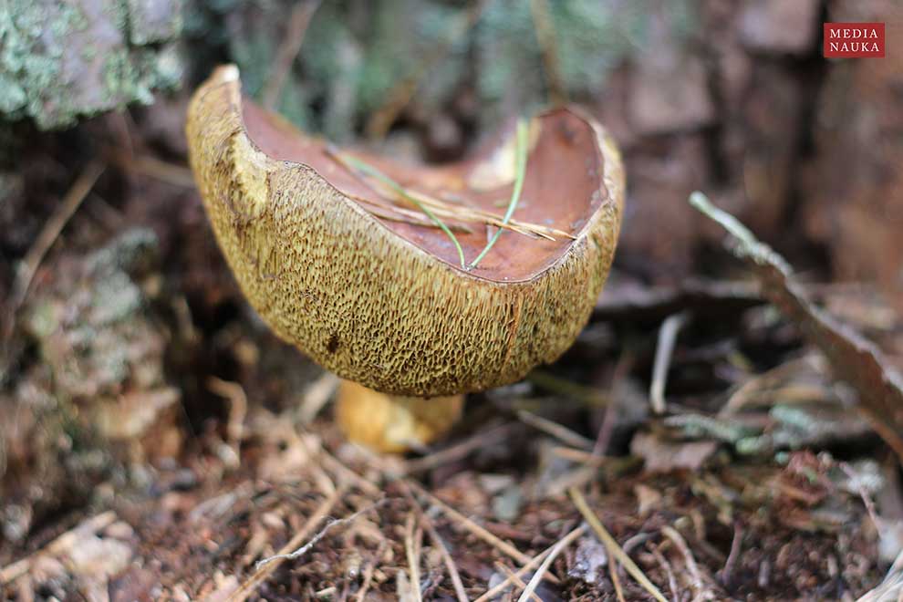 podgrzybek brunatny (Xerocomus badius)