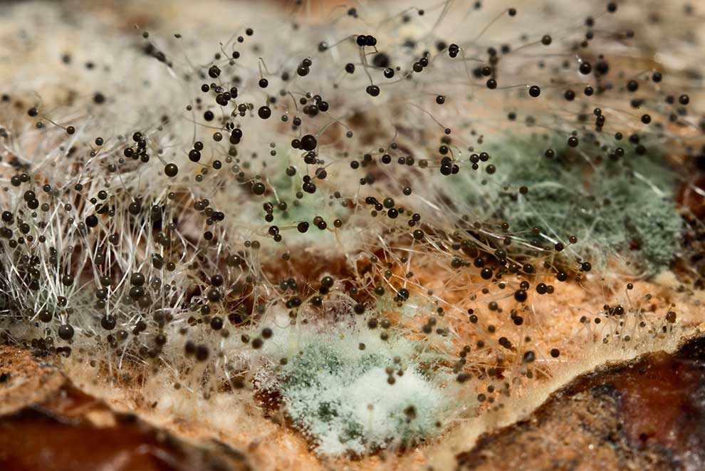 ryzpous czerniejący (Rhizopus stolonifer)