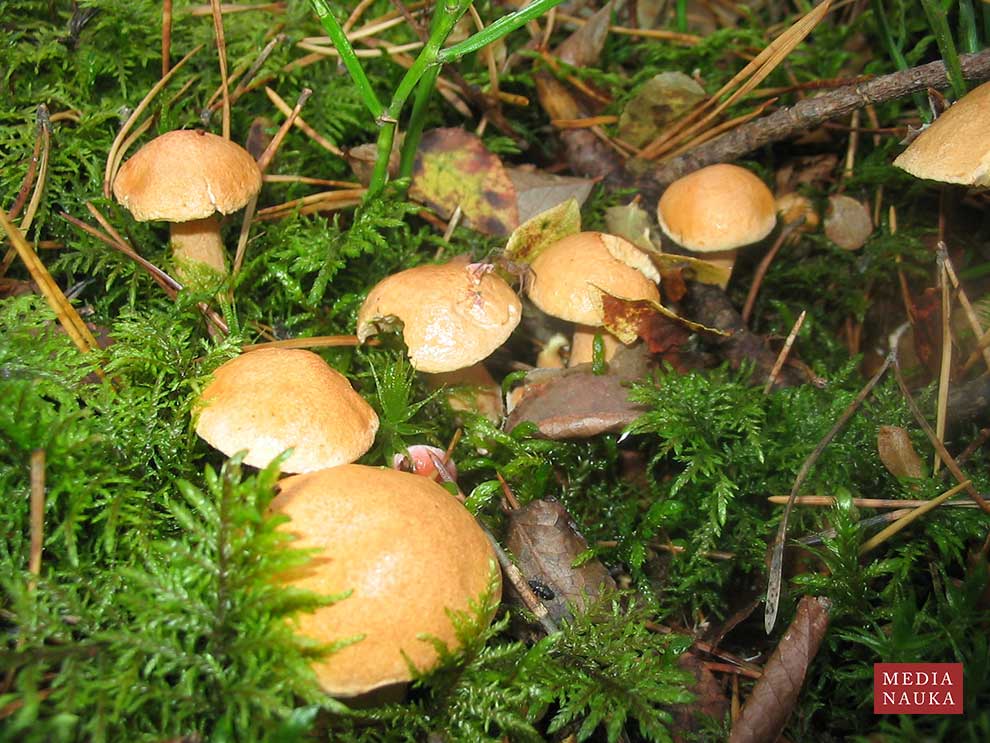maślak sitarz (Suillus bovinus)