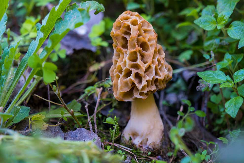 smardz jadalny (Morchella esculenta)