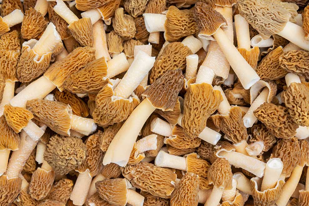 smardz jadalny (Morchella esculenta)