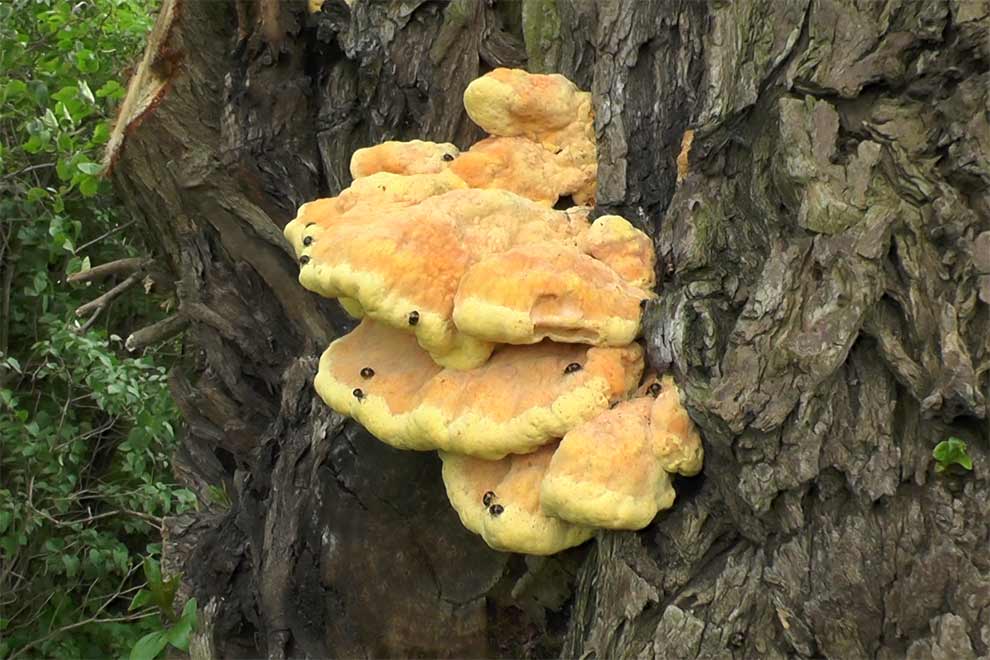 żółciak siarkowy (Laetiporus sulphureus)