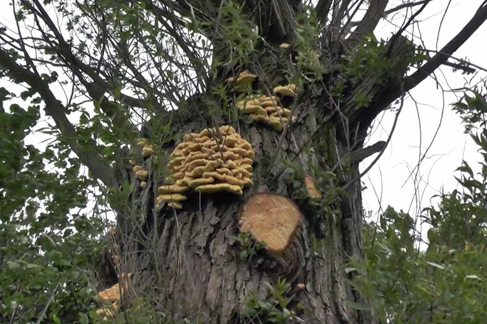 żółciak siarkowy (Laetiporus sulphureus)