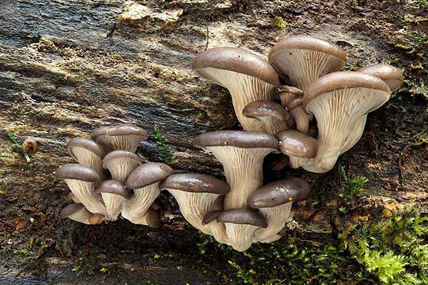 Boczniak ostrygowaty (Pleurotus ostreatus)