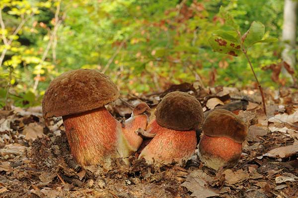 Borowik ceglastopory (Boletus luridiformis)