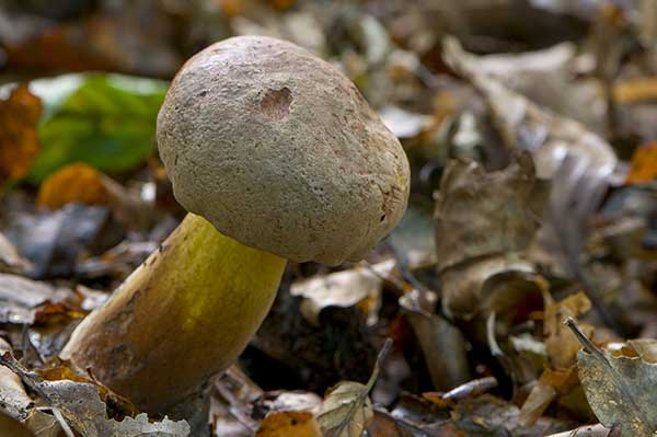 Borowik omglony (Boletus pulverulentus)