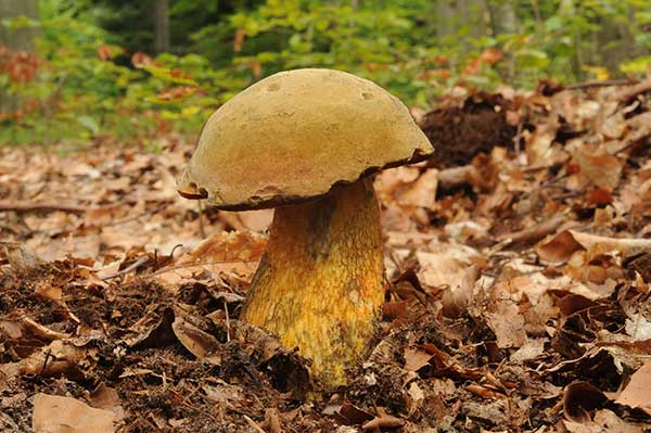 Borowik ponury (Boletus luridus)