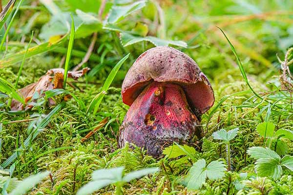 Borowik rudopurpurowy (Boletus rhodopurpureus)