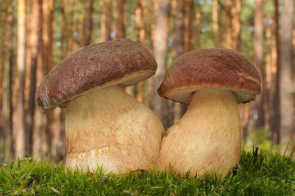 Borowik sosnowy (Boletus pinophilus)