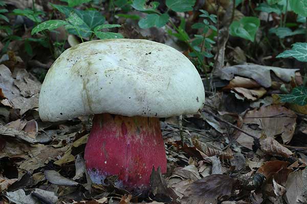 Borowik szatański (Boletus satanas)