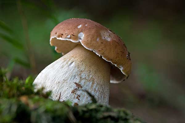 Borowik szlachetny (Boletus edulis)