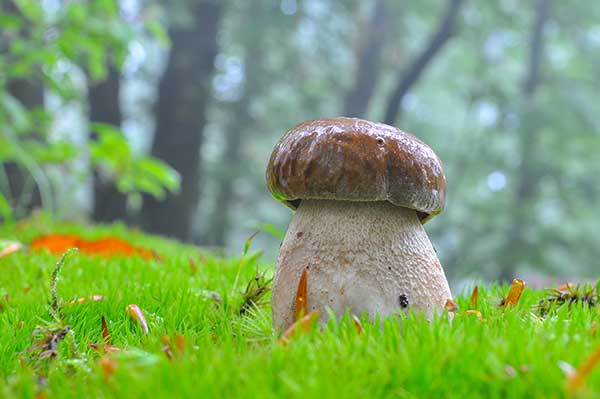 Borowik usiatkowany (Boletus reticulatus)