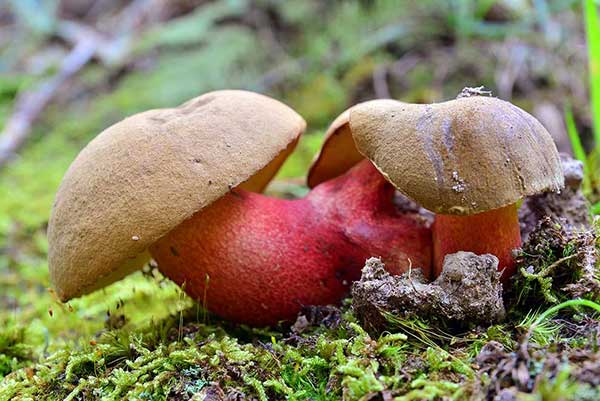 Borowik żółtopory (Boletus calopus)