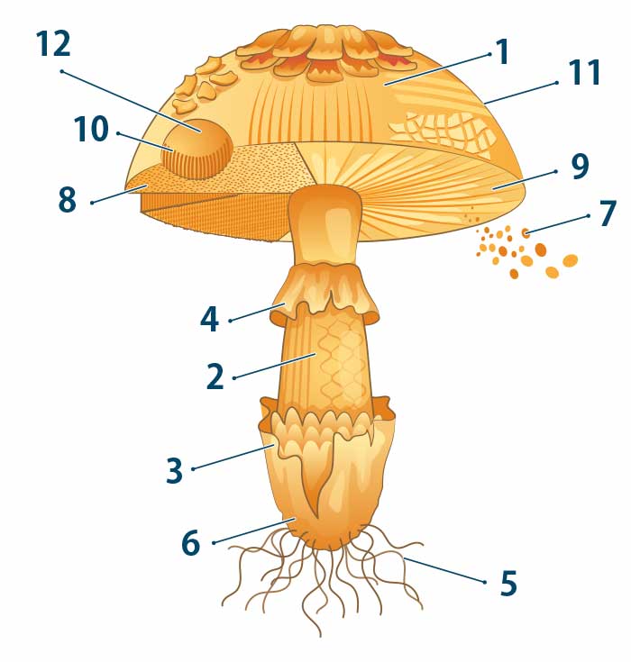 Budowa grzyba