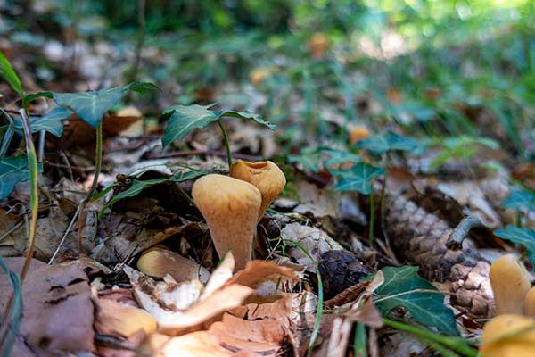 Buławka obcięta (Clavariadelphus truncatus)