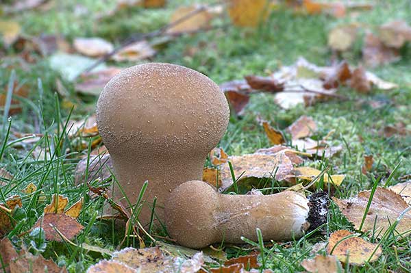 Czasznica workowata (Calvatia excipuliformis)