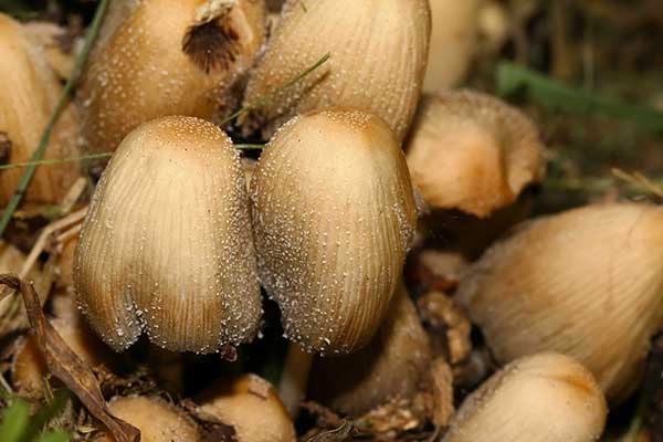 Czernidłak błyszczący (Coprinus micaceus)