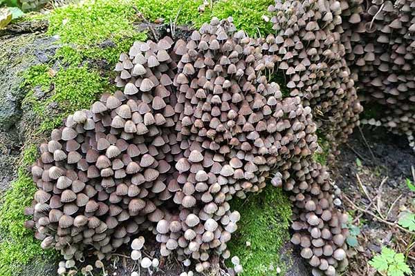 Czernidłak gromadny (Coprinus disseminatus)