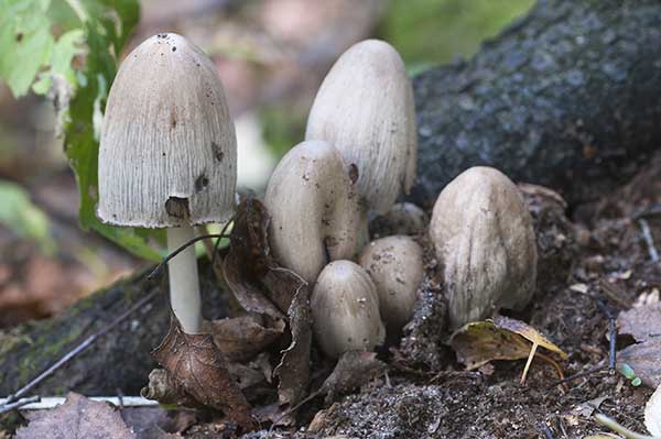 Czernidłak pospolity (Coprinus atramentarius)