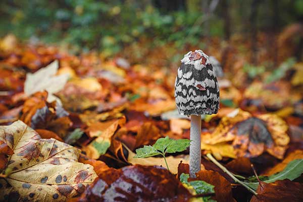 Czernidłak pstry (Coprinopsis picacea)