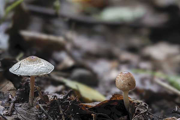 Czubajeczka cuchnąca (Lepiota cristata)