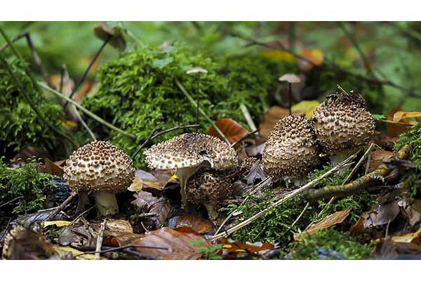 Czubajeczka ostrołuskowa (Lepiota aspera)