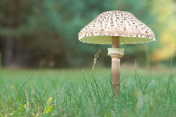 Czubajka kania (Macrolepiota procera)