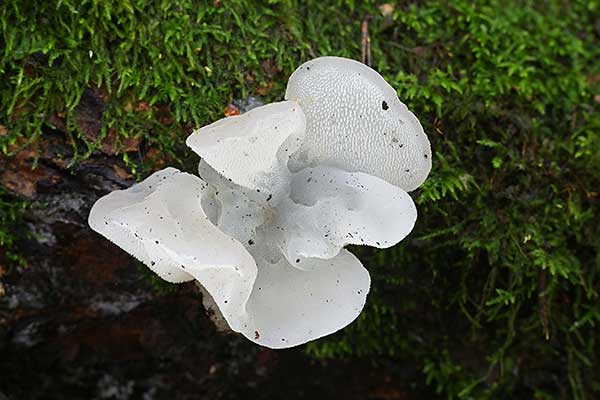 Galaretek kolczasty (Pseudohydnum gelatinosum)