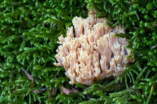 Gałęziak blady (Ramaria pallida)