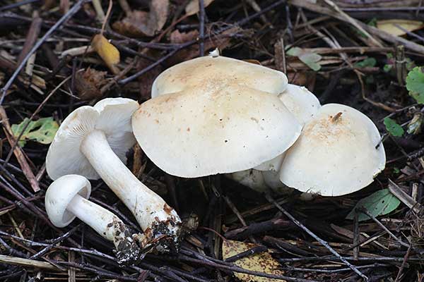 Gąska biaława (Tricholoma stiparophyllum)