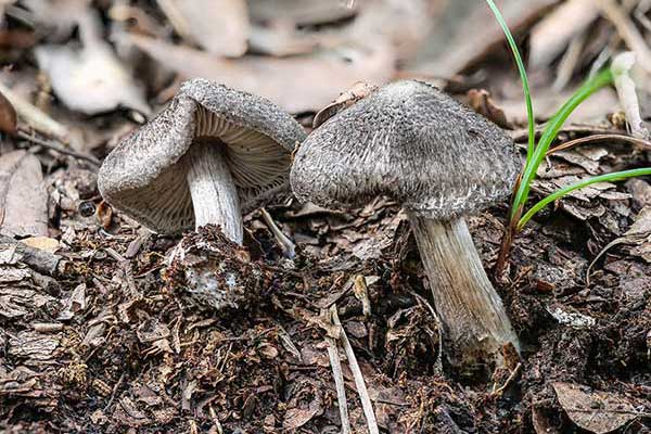 Gąska ciemnołuskowata (Tricholoma atrosquamosum)