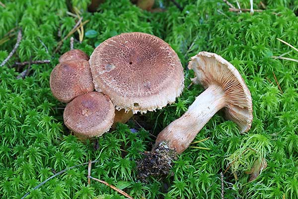 Gąska krowia (Tricholoma vaccinum)