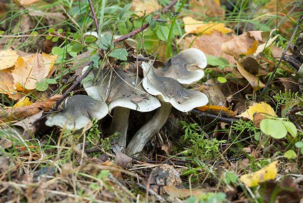 Gąska mydlana (Tricholoma saponaceum)