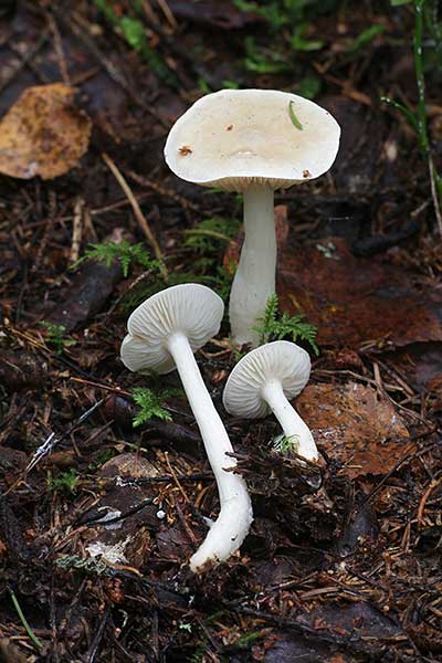 Gąska niepozorna (Tricholoma inamoenum)