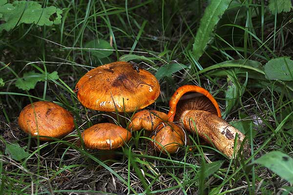 Gąska pomarańczowa (Tricholoma aurantium)