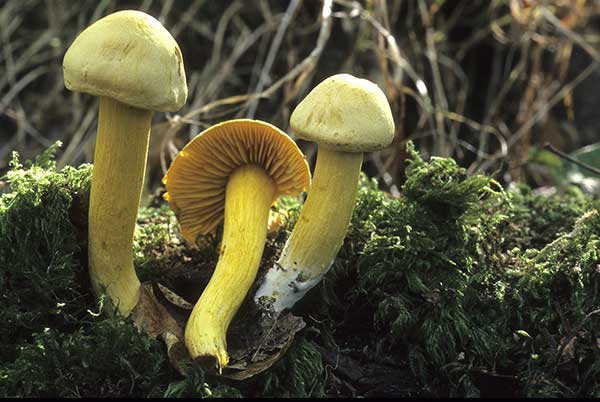 Gąska siarkowa (Tricholoma sulphureum)