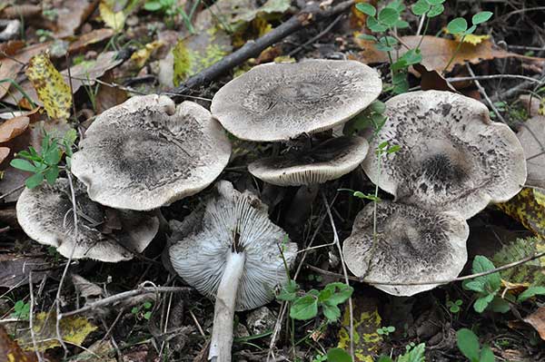 Gąska tygrysowata (Tricholoma pardalotum)