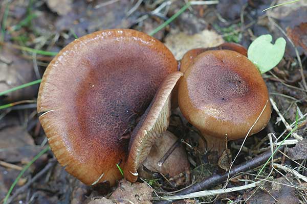 Gąska żółtobrunatna (Tricholoma fulvum)