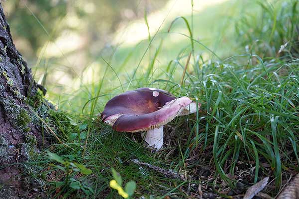 Gołąbek ametystowy (Russula amethystina)