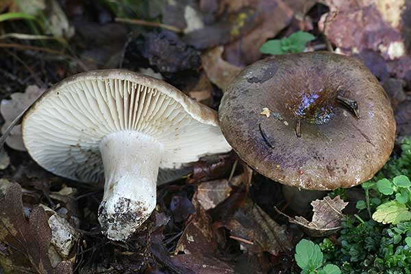 Gołąbek czarniawy (Russula nigricans)