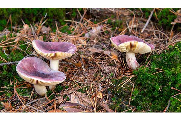 Gołąbek kruchy (Russula fragilis)