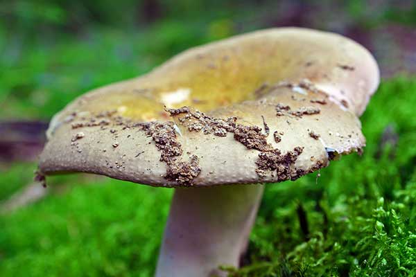 Gołąbek oliwkowy (Russula olivacea)