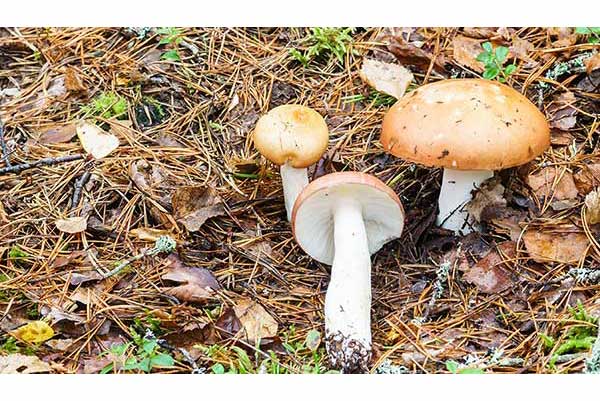 Gołąbek płowiejący (Russula decolorans)