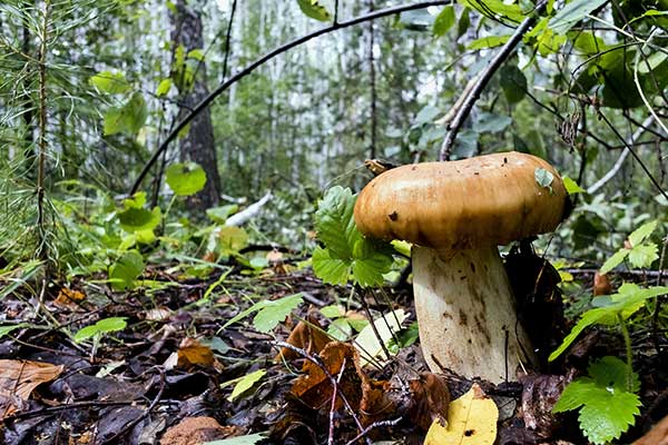 Gołąbek śmierdzący (Russula foetens)